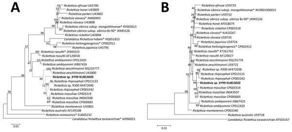 Phylogenetic analyses based on nucleotide sequences of the outer member protein A (307-bp) (A) and citrate synthase (1,150-bp) (B) genes of Rickettsia. Boldface indicates the newly discovered Rickettsia genotype (Rickettsia sp. XY99). Asterisks after taxon names indicate that the sequence of Rickettsia species was found in China. Neighbor-joining trees were conducted by using the maximum composite likelihood method by means of MEGA version 5.0 (http://www.megasoftware.net). Bootstrap analysis of