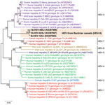 Thumbnail of Phylogenetic analyses of the proteins of concatenated ORF1/ORF2, excluding the hypervariable region, of Bactrian camel hepatitis E virus (HEV) and other HEV genotypes (HEV1–HEV7) within the species Orthohepevirus A (family Hepeviridae). The tree was constructed using the maximum-likelihood method using the Jones–Taylor–Thornton substitution model with invariant sites and gamma distributed rate variation. The analysis included 2,282 amino acid positions (aa residues 1–706 and 789–240