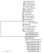 Thumbnail of Dendrogram representing Orientia tsutsugamushi sequences (black triangles) from patients with acute encephalitis syndrome, Assam, India, 2013–2015. The phylogenetic tree was constructed on a 56-kDa outer membrane protein gene of O. tsutsugamushi. The evolutionary history was inferred by using the maximum-likelihood method based on the Tamura 3-parameter model. Our sequences are found within the brackets.  Bold indicates the KARP genotype.