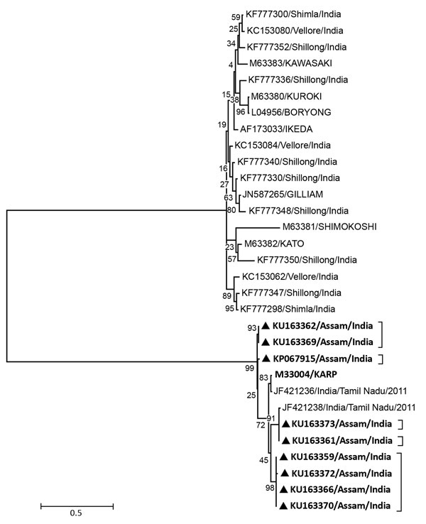 Dendrogram representing Orientia tsutsugamushi sequences (black triangles) from patients with acute encephalitis syndrome, Assam, India, 2013–2015. The phylogenetic tree was constructed on a 56-kDa outer membrane protein gene of O. tsutsugamushi. The evolutionary history was inferred by using the maximum-likelihood method based on the Tamura 3-parameter model. Our sequences are found within the brackets.  Bold indicates the KARP genotype.