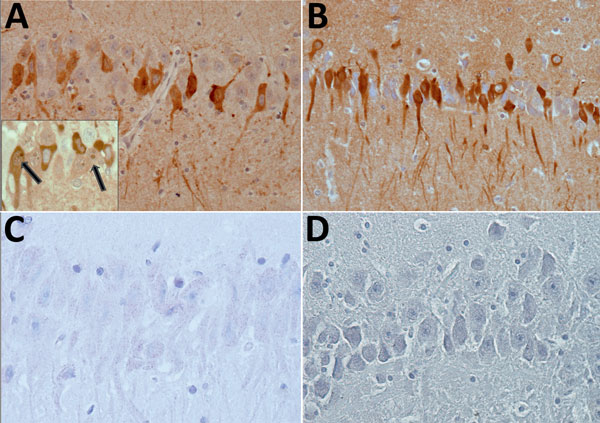 Immunohistochemical testing of detection of bornavirus X protein (A) and phosphoprotein (B) in hippocampal neurons of a brain of a Prevost’s squirrel (Callosciurus prevostii) collected in Germany in 2015. Viral antigen is shown in nuclei or cytoplasm and processes. Insert shows intranuclear dot (inclusion body) in cells with and without cytoplasmic immunostaining. No staining was observed for bornavirus X protein (C) or phosphoprotein (D) in a bornavirus-negative variegated squirrel.