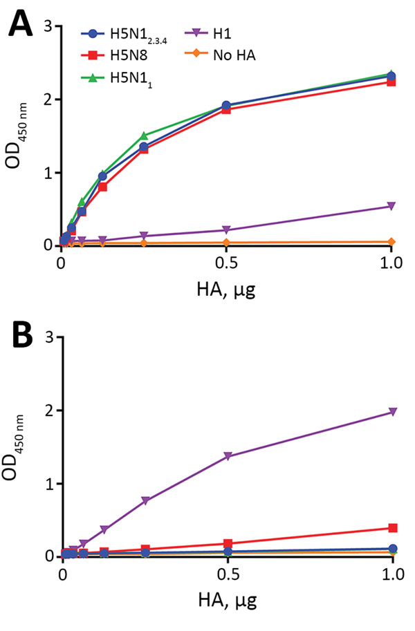 Binding of influenza A virus hemagglutinins to A) fetuin and B) transferrin. Limiting dilutions of soluble H5 trimers complexed with horseradish peroxidase−conjugated antibodies were used in a fetuin- or transferrin-binding assay. Optical density at 450 nm (OD450) corresponds to binding of HA to glycoproteins. HA, hemagglutinin; H5N12.3.4, novel H5N1 virus clade 2.3.4; H5N11, H5N1 virus clade 1.