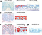 Thumbnail of Histochemical analysis of binding of influenza A virus H5 proteins to avian tissues. A) Duck intestine and chicken trachea tissues stained with an antibody specific for 3′SLeX (anti-3′SLeX). Tissue sections treated with Vibrio cholerae neuraminidase (VCNA) before immunostaining were used as controls. Scale bars indicate 200 μm in left panel and 50 μm in center and right panels. B, C) Duck intestine and chicken trachea tissues incubated with H5 proteins H5N12.3.4 and H5N8 after preco