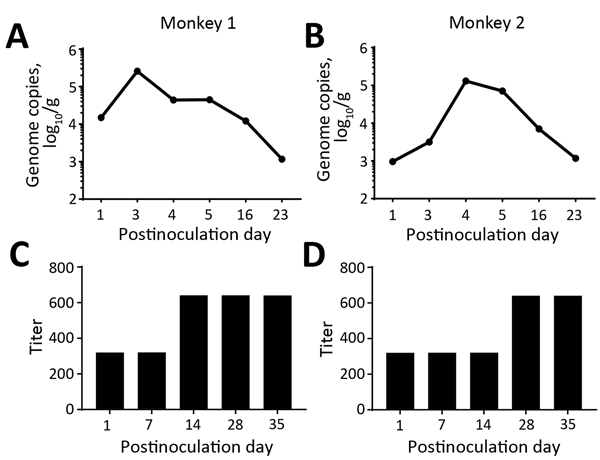 Challenge testing of 2 norovirus-negative macaques with GII.17 norovirus. A, B) Challenged macaques shed norovirus-specific RNA (genome copies) for at least 16 days; shedding peaked on postinoculation day 3. C, D) Serum norovirus antibody titers before (postinoculation day 1) and after (postinoculation day 7–35) challenge.