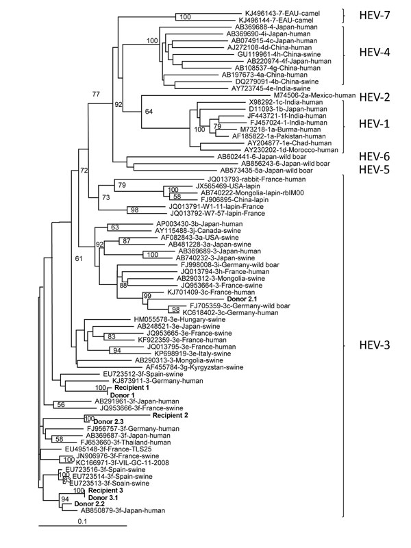 Phylogenetic tree of hepatitis E virus (HEV) isolates from 3 HEV-positive blood donors and 3 solid organ transplant recipients (shown in bold), France, compared with reference isolates. The tree was constructed by using partial open reading frame 2 sequences (348 nt). HEV genotypes are indicated at right. A confirmed case of transfusion-transmitted HEV infection requires evidence of infection in the recipient and donor and that the nucleotide sequences of these isolates be identical. The isolate