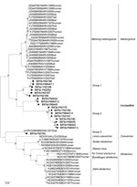 Thumbnail of Phylogenetic analysis of filovirus isolates collected in study of genetically diverse filoviruses in Rousettus and Eonycteris spp. bats in China, compared with reference isolates. Analysis was based on a 310-bp segment of the filovirus L gene. Bootstrap values lower than 50 are not shown. The maximum-likelihood tree was constructed based on the 310-bp segment with 1,000 bootstrap replicates. The sequences obtained in this study are marked with a triangle (group 1), black dot (group 