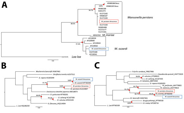 Maximum-likelihood phylogenetic trees showing the relationship between Mansonella parasites from Amazon region of Brazil (Amazonas state) and some of their closest relatives. A) Ribosomal internal transcribed spacer 1–based phylogeny. B) Mitochondrial cytochrome c oxidase subunit 1–based phylogeny. C) Mitochondrial 12S-based phylogeny. All 3 trees were prepared by using DNA sequence alignments and PHYLIP version 3.67 (http://evolution.genetics.washington.edu/phylip.html). Black circles indicate 