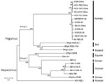 Thumbnail of Phylogenetic analysis of second human pegivirus (HPgV-2) isolates identified in our study (China) and abroad (UK and US). Phylogenetic trees of nucleotide sequences from complete sequences of HPgV-2 strains isolated in our study and elsewhere as well as hepatitis C virus and pegivirus strains from humans, simians, equids, bats, and rodents are included. The phylogenetic trees were constructed with the neighbor-joining tree method using MEGA6 software (http://www.megasoftware.net). B