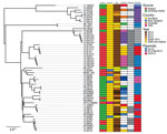 Thumbnail of Core genome–based maximum-likelihood phylogeny of Legionella longbeachae serogroup 1 isolates corrected for recombination; source, country, year of isolation, relatedness and plasmid carriage are indicated. Related isolates are shown in the same color; those from the 2013 outbreak are indicated by gray. Isolates from the same patient are clustered together but do not co-segregate with cognate compost samples. Scale bar indicates the mean number of nucleotide substitutions per site.