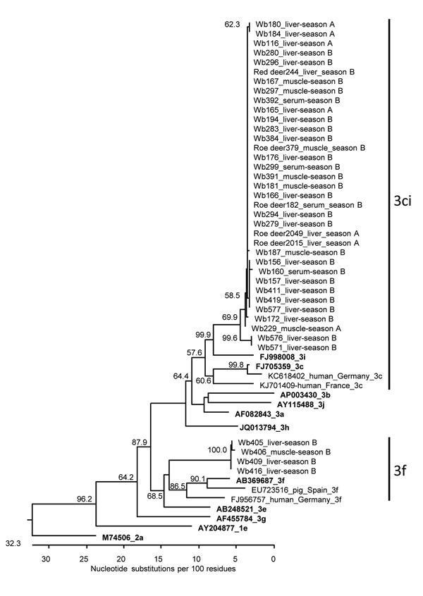 Phylogenetic relationship of HEV sequences derived from wild boars and deer from Germany, 2013–2015. The tree is based on a 280-bp fragment of the ORF1 (RNA-dependent RNA polymerase gene) region. The strain designations, animal species (Wb, wild boar), sample type, and sampling year (season A, 2013–2014; season B: 2014–2015) are indicated for the novel strains. The GenBank accession numbers, the corresponding hosts, the geographic origins and genotypes are indicated for selected additional strai