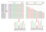 Thumbnail of Alignment of capsid genes of noroviruses isolated from humans and oysters in Denmark, showing regions in which sequence differences were detected. The chromatograms show the mixed bases in human 3 sample 2. Two reverse transcription PCR products of different size were identified in oyster sample D1; however, no apparent sequence differences were identified in the 2 products (D1a and D1b). Human 1 submitted only 1 fecal sample.