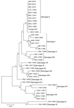 Thumbnail of Neighbor-joining phylogenetic tree based on the partial B646L (p72) gene sequences of African swine fever virus (ASFV) isolates from a 2015 outbreak in Zimbabwe. The outbreak strains (ZIM/1/15, ZIM/2/15, and ZIM/3/15 [GenBank accession nos. KX090921–KX090923]) grouped with genotype II ASFV strains isolated in Mozambique (MOZ), Tanzania (TAN), Malawi (MAL), Mauritius (MAU), and Georgia, sharing 100% nucleotide identity with those strains. Phylogeny was inferred after 1,000 bootstrap 
