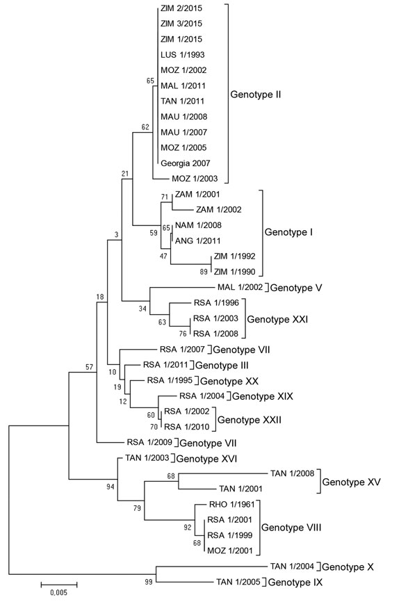 Neighbor-joining phylogenetic tree based on the partial B646L (p72) gene sequences of African swine fever virus (ASFV) isolates from a 2015 outbreak in Zimbabwe. The outbreak strains (ZIM/1/15, ZIM/2/15, and ZIM/3/15 [GenBank accession nos. KX090921–KX090923]) grouped with genotype II ASFV strains isolated in Mozambique (MOZ), Tanzania (TAN), Malawi (MAL), Mauritius (MAU), and Georgia, sharing 100% nucleotide identity with those strains. Phylogeny was inferred after 1,000 bootstrap replications;