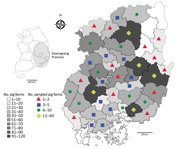 Number of pig farms in the provincial administrative districts and number of farms on which pigs were sampled for the detection and genotyping of Coxiella burnetii, Gyeongsang Province, South Korea, 2014–2015. The number of samplings was based on the number of pigs and farms within each of the province’s administrative districts.