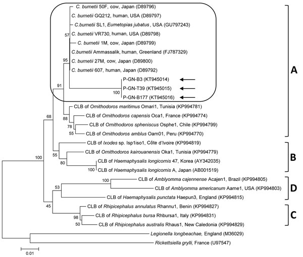 Phylogenetic tree constructed using the maximum-likelihood method from Coxiella burnetii 16S rRNA sequences. Arrows indicate C. burnetii sequences from study to detect and genotype C. burnetii in pigs in Gyeongsang Province, South Korea, 2014–2015. Rounded rectangle indicates C. burnetii group. The 4 Coxiella clades (A–D) are indicated at right. GenBank accession numbers for other sequences are shown in parentheses. Numbers on branches indicate bootstrap support (1,000 replicates). Scale bar rep
