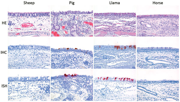 Histology and expression of viral antigen (IHC) and viral RNA (ISH) at postinoculation day 4 in the nasal respiratory epithelium of sheep, pigs, llamas, and horses inoculated with MERS-CoV. A mild to severe rhinitis with epithelial necrosis and hypertrophy and inflammation of the epithelium and lamina propria was observed in the nasal respiratory tissue of pigs and llamas. Associated with these was presence of virus antigen (IHC) and RNA (ISH). No substantial lesions, virus antigen, or virus RNA