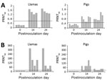 Thumbnail of Antibody responses after experimental inoculation of MERS-CoV into llamas and pigs. A) MERS-CoV S1 antibody responses were analyzed in serum from all animals at postinoculation days 0, 14, and 24. An ELISA with recombinant MERS-CoV S1 protein was used, and results are represented individually. B) Individual MERS-CoV neutralization titers from llamas and pigs as determined from serum. Dashed lines depict the detection limit of the assays. MERS-CoV, Middle East respiratory syndrome co