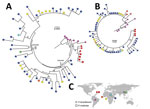 Thumbnail of Maximum-likelihood analyses of circumsporozoite protein gene (csp) sequences of Plasmodium malariae and distribution of the samples. A) Phylogenetic tree based on maximum-likelihood analyses of the entire csp amino acid sequences of P. malariae isolates from different geographic regions, shown by different colors. Asterisks denote clade with &gt;90% bootstrap support. Sequences of P. malariae from Venezuela (red squares) were almost identical to those of P. brasilianum (red circles)