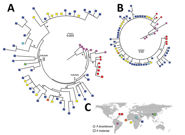 Maximum-likelihood analyses of circumsporozoite protein gene (csp) sequences of Plasmodium malariae and distribution of the samples. A) Phylogenetic tree based on maximum-likelihood analyses of the entire csp amino acid sequences of P. malariae isolates from different geographic regions, shown by different colors. Asterisks denote clade with &gt;90% bootstrap support. Sequences of P. malariae from Venezuela (red squares) were almost identical to those of P. brasilianum (red circles) from the sam