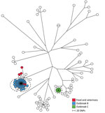 Thumbnail of Maximum-parsimony tree of 98 human isolates and 5 linked food and veterinary isolates of Salmonella enterica serovar Typhimurium with mainly ST19 based on core-genome SNP analysis with an internal de novo assembled ST19 genome as the reference genome in an outbreak investigation of Salmonella Typhimurium and its monophasic variants, Denmark. Branch lengths correspond to number of SNPs. Isolates belonging to outbreaks B and C are as previously defined by MLVA. Isolate inside the dott