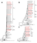 Thumbnail of Phylogenetic relationship of MAGV-like isolate OBS6657 to other MAGV and CVV isolates and reference orthobunyaviruses. Maximum-likelihood trees (Jones, Taylor, and Thornton model, gamma-distributed) were constructed on the basis of the amino acid sequences of the nucleoprotein (A), glycoprotein (B), and polymerase (C). Bootstrap values based on 1,000 replicates are indicated for values &gt;60. Sequences generated in this study are shown in red bold. Human isolates within the CVV, MA