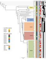 Thumbnail of Maximum-likelihood whole-genome, core single-nucleotide variation (SNV) phylogenetic tree of 89 Streptococcus dysgalactiae subsp. equisimilis isolates from the blood of patients with group C and G Streptococcus causing severe infections, Winnipeg, Manitoba, Canada, 2012–2014. Multilocus sequence typing clonal complex relatedness groups were determined by using goeBURST (global optimal eBurst; http://www.phyloviz.net). In the mortality column, red and white squares indicate patient d