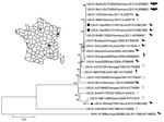 Thumbnail of Phylogeny of Usutu virus (USUV) Haut-Rhin strains (black circles) and Rhône strain (black triangle), isolated in 2015 in eastern France compared with reference strains. Inset map shows locations where isolates were obtained. The strains from France are genetically distinct, with a homology of 95.7% at the nucleotide level and 98.8% (3,392–3 aa/3,434 aa) at the amino acid level. The evolutionary history was inferred by using the neighbor-joining method. The optimal tree with the sum 