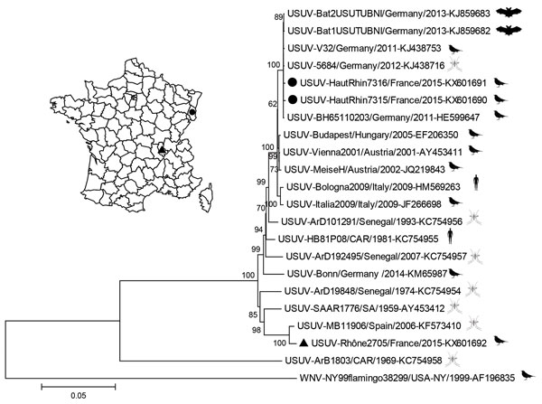 Phylogeny of Usutu virus (USUV) Haut-Rhin strains (black circles) and Rhône strain (black triangle), isolated in 2015 in eastern France compared with reference strains. Inset map shows locations where isolates were obtained. The strains from France are genetically distinct, with a homology of 95.7% at the nucleotide level and 98.8% (3,392–3 aa/3,434 aa) at the amino acid level. The evolutionary history was inferred by using the neighbor-joining method. The optimal tree with the sum of branch len