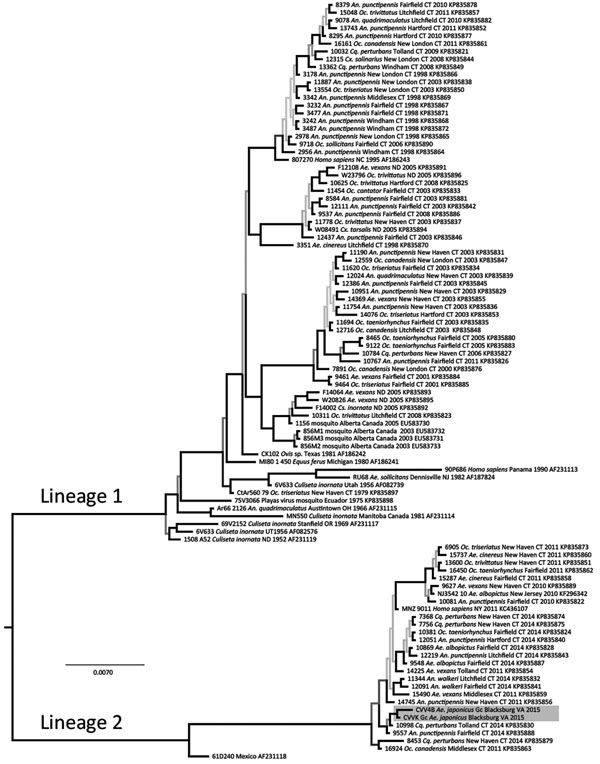 Phylogeny of Cache Valley virus (CVV) isolates in mosquitoes collected in Blacksburg, Virginia, USA (GenBank accession nos. KX583998 and KX583999), and reference isolates. The tree was inferred from the medium RNA segment of the virus polyprotein gene and estimated by using mixed model partitioned Bayesian analysis. State, year, host, and GenBank accession number are listed for each isolate. Historical lineages (1 and 2) of CVV are indicated. Shading in lineage 2 indicates strains isolated in th