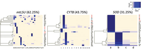 Heatmaps representing distribution for mtLSU, CYTB, and SOD variants among patients infected during a Pneumocystis jirovecii pneumonia outbreak at a university hospital in France, 2009–2015. Patients shown in red correspond to cluster patients sharing the common C2a genotype. Patient shown in blue is the patient having the C2a genotype as minor variant (2%). Percentages shown indicate the level of mixed strain infections for each locus.