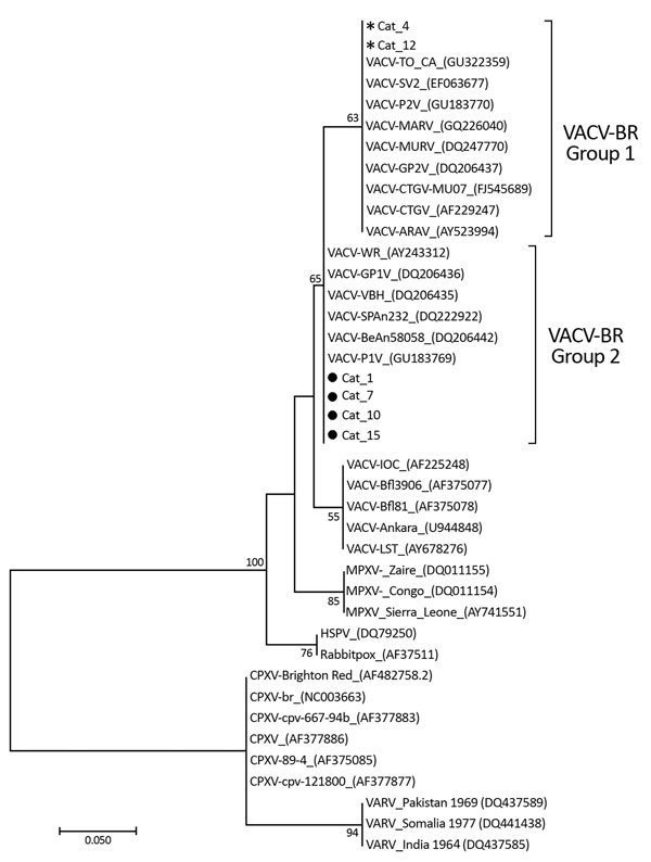 Phylogenetic tree constructed based on nucleotide sequences of orthopoxvirus A56R (hemagglutinin) genes detected in serum samples of 6 house cats house cats with neutralizing antibodies for vaccinia virus, Belo Horizonte, Brazil, September 2012–December 2014. The tree was constructed with A56R gene sequences by using the neighbor-joining method with 1,000 bootstrap replicates and the Tamura 3-parameter model in MEGA7 (http://www.megasoftware.net). Asterisks indicate group 1 vaccinia virus isolat