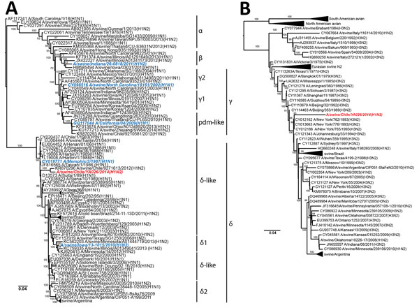 Phylogenetic trees showing comparison of swine influenza virus (H1N2) from Chile (red) and reference viruses. We performed phylogenetic analyses on complete hemagglutinin (A) and neuraminidase (B) genome sequences using RAxML with 200-bootstrap replicates (21). Blue indicates control H1 viruses. Scale bars indicate number of substitutions per site.