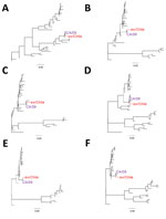 Thumbnail of Phylogenetic trees comparing the internal genes of swine influenza virus (H1N2) from Chile (red) and reference viruses. We performed phylogenetic analysis for the matrix (A), nucleoprotein (B), nonstructural (C), polymerase acid (D), polymerase basic (PB) 1 (E), and PB2 (F) gene segments by using RAxML with 200-bootstraps replicates (21). Purple indicates location of control influenza A(H1N1)pdm09 CA/09 virus. Scale bars indicate number of substitutions per site. Detailed phylogenet
