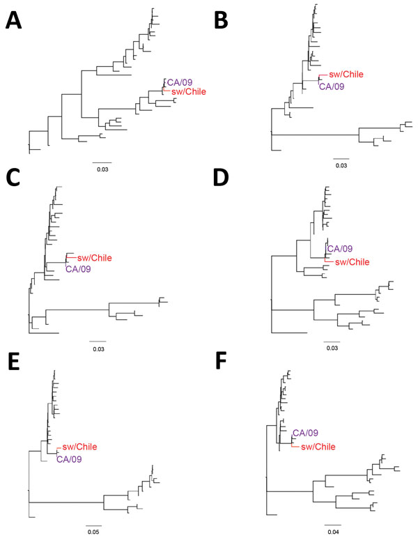 Phylogenetic trees comparing the internal genes of swine influenza virus (H1N2) from Chile (red) and reference viruses. We performed phylogenetic analysis for the matrix (A), nucleoprotein (B), nonstructural (C), polymerase acid (D), polymerase basic (PB) 1 (E), and PB2 (F) gene segments by using RAxML with 200-bootstraps replicates (21). Purple indicates location of control influenza A(H1N1)pdm09 CA/09 virus. Scale bars indicate number of substitutions per site. Detailed phylogenetic trees for 