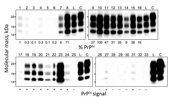 Western blot analysis of proteinase K–resistant disease-associated prion protein (PrPSc) in tissue samples obtained from a cow at 88 months after oral inoculation with brain homogenate of L-type bovine spongiform encephalopathy (BSE) agent. The tissues tested are shown by lane: 1, olfactory bulb; 2, frontal cortex; 3, piriform cortex; 4, parietal cortex; 5, occipital cortex; 6, hippocampus; 7, putamen; 8, thalamus; 9, hypothalamus; 10, midbrain (superior colliculus); 11, obex; 12, cervical enlar