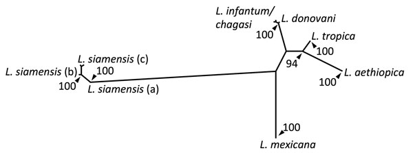 Consensus distance–based tree generated from the infecting amastigote’s internal transcribed spacer 1 sequence and homologous sequences from other related human Leishmania–infected samples. Posterior bootstrap values are presented as the percentage of trees from 100 pseudorandomly sampled datasets which supported a given node with a value &gt;90%. The sequences for the various terminal nodes, chosen for nearest identity to the derived sequence (EMBL-LT577674) by a BLASTn search are as follows: L