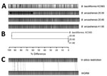 Thumbnail of Alignment of whole-genome restriction maps and in silico map for Bartonella isolates from patients with verruga peruana, rural Ancash region, Peru. A) Maps for B. ancashensis isolates 20.00, 20.60, and 41.60 were determined by using optical mapping. Shaded areas indicate regions of alignment, unshaded areas indicate regions where restriction maps do not align, and black horizontal arrow indicates restriction sites. B) Phylogeny based on map similarity constructed by using the unweig
