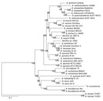 Thumbnail of Phylogenetic relationship of Bartonella ancashensis isolates from patients with verruga peruana, rural Ancash region, Peru, with other Bartonella species based on whole-genome phylogeny. The tree is based on single-nucleotide polymorphisms identified in genomic regions common to all Bartonella strains examined. The initial tree was constructed by using the neighbor-joining algorithm and was optimized by using the parsimony maximum-likelihood method. Tree stability was evaluated by u