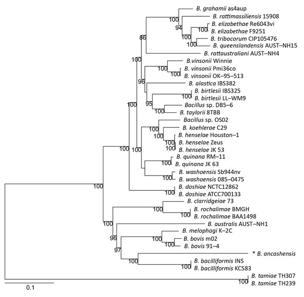 Phylogenetic relationship of Bartonella ancashensis isolates from patients with verruga peruana, rural Ancash region, Peru, with other Bartonella species based on whole-genome phylogeny. The tree is based on single-nucleotide polymorphisms identified in genomic regions common to all Bartonella strains examined. The initial tree was constructed by using the neighbor-joining algorithm and was optimized by using the parsimony maximum-likelihood method. Tree stability was evaluated by using 100 boot