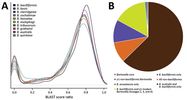 Proteomic analysis of Bartonella ancashensis isolated from patients with verruga peruana, rural Ancash region, Peru, and 10 related Bartonella species. A) Density plot showing similarity between B. ancashensis protein-coding genes and genes from 10 of the more closely related Bartonella species. Similarity scores are based on the BLAST score ratio method (BSR) (25). A score of 1.0 indicates identity between 2 proteins, and a score &lt;0.3 indicates that the 2 proteins do not show meaningful simi