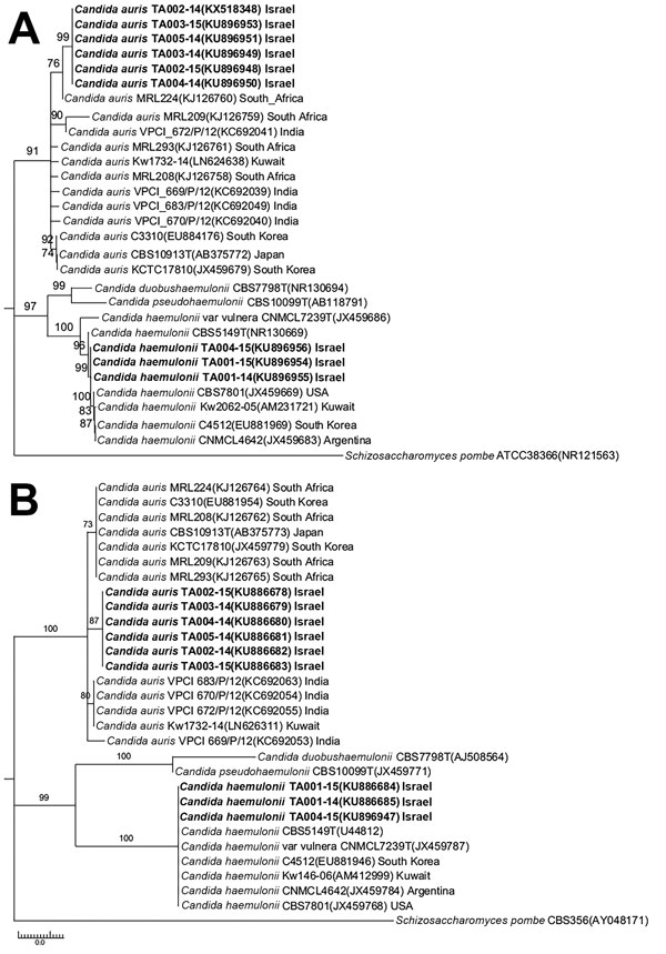 Phylogenetic relationships of Candida auris and C. haemulonii strains isolated in Tel Aviv, Israel, compared with reference strains. Phylogenetic trees were generated from internal transcribed spacer (A) and D1/D2 domain of the ribosomal DNA large subunit sequences (B). The percentage of replicate trees in which the associated taxa clustered together in the bootstrap test (500 replicates) is shown next to each branch. Bold indicates strains from Tel Aviv. GenBank accession numbers are provided i
