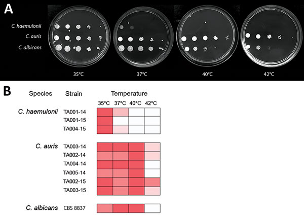 Differing thermotolerance of Candida auris and C. haemulonii. A) Sabouraud dextrose agar plates showing growth of representative Candida strains after 24 h incubation at 35°C–42°C; B) Thermal growth range of Candida isolates from Tel Aviv, Israel.