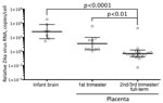 Thumbnail of Zika virus RNA load levels in human brain and placental tissues. The scatter plot graph shows the relative levels of Zika virus RNA in formalin-fixed, paraffin-embedded tissue sections, which were quantified by real-time quantitative reverse transcription PCR by using primer-probe sets for Zika virus envelope gene and β-actin mRNA. β-actin mRNA was used as an internal reference gene that provided a normalization factor for the amount of RNA extracted from a section. The copy number 