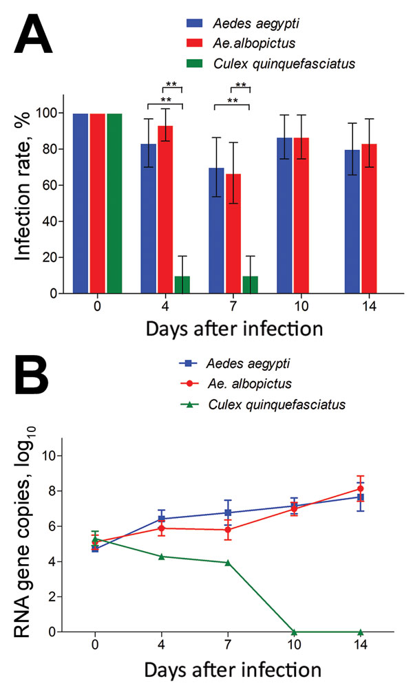 Infection rates and virus reproduction for Zika virus in Aedes aegypti, Ae. albopictus, and Culex quinquefasciatus mosquitoes in China. A) Infection rate. Error bars represent 95% CIs. **, p&lt;0.01. B) Zika virus RNA titers in the whole mosquito bodies was detected by quantitative reverse transcription PCR. The results are expressed as mean ± SD. 