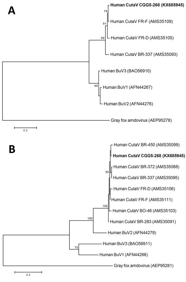 Phylogenetic analysis of human cutaviruses (CutaV) and bufaviruses (BuV) based on the full nonstructural protein 1 (A) and viral protein 1 (B) amino acid sequences. The trees were constructed by the maximum-likelihood method with 100 bootstrap replicates. Gray fox amdovirus was used as an outgroup. Bold indicates novel CutaV strain (CGG5–268) from this study. Scale bars indicate amino acid substitutions per position. 