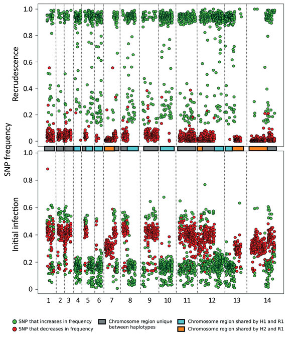 Analysis of the minor haplotype (H2) that caused recrudescence of Plasmodium malariae infection in a patient at Royal Darwin Hospital, Darwin, Northern Territory, Australia, March–April 2015, showing distribution of SNP alternative (nonreference) allele frequencies across the 14 chromosomes (boxes in the middle and dotted vertical lines) in the initial infection (bottom plot) and the recrudescence (top plot). The SNP colors (green, increasing in frequency; red, decreasing in frequency) form 2 cl