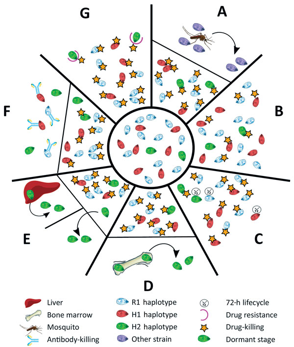 The different scenarios under which a second Plasmodium malariae infection could have occurred from the initial infection diagnosed in a patient at Royal Darwin Hospital, Darwin, Northern Territory, Australia, March–April 2015. Initial infection is shown in the inner circle. A) A completely new infection might have caused the second malaria onset. B) The drug might not have been absorbed at sufficient levels to kill all the parasites in the blood (pharmacokinetic cause). C) The longer intraeryth