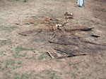Thumbnail of Hippopotamus bones and hides left behind after butchering of animals that were found dead on a river bank and later identified as the source of anthrax causing an outbreak among humans in northeastern Zambia, 2011.