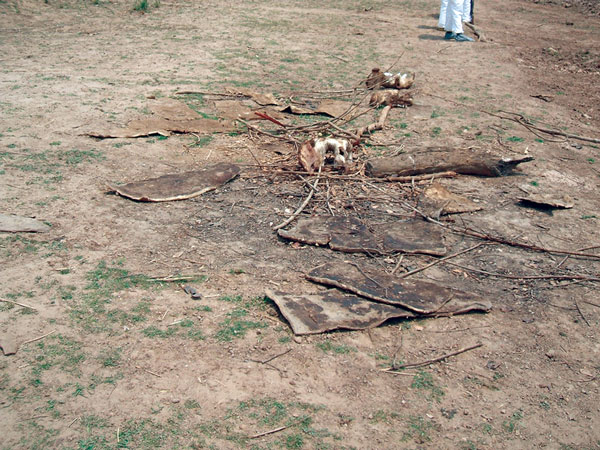 Hippopotamus bones and hides left behind after butchering of animals that were found dead on a river bank and later identified as the source of anthrax causing an outbreak among humans in northeastern Zambia, 2011.