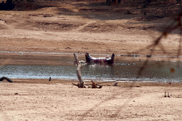 A dead hippopotamus floating down the South Luangwa River in northeastern Zambia during an anthrax outbreak in 2011.